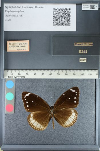 Media type: image;   Entomology 159734